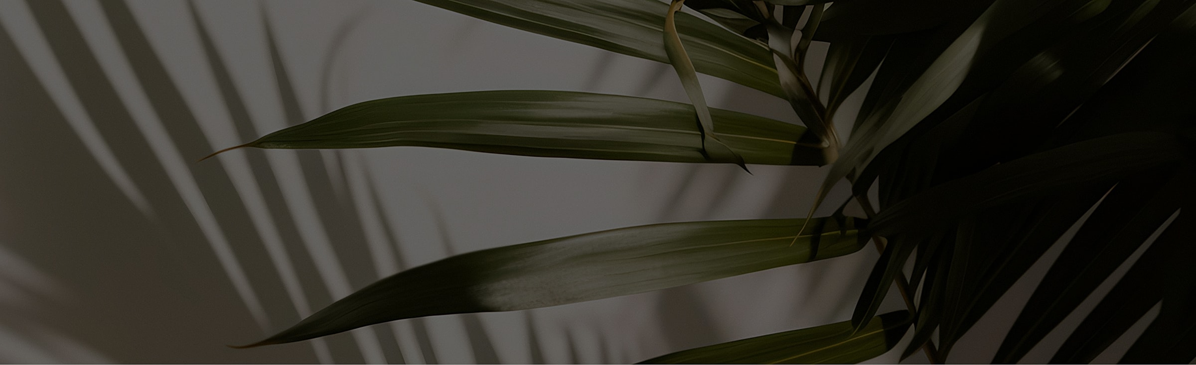 Green plant leaves with shadows on a wall