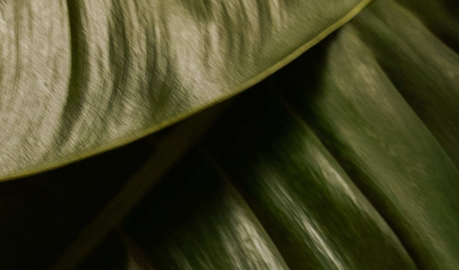 Close-up of green plant leaves with texture.